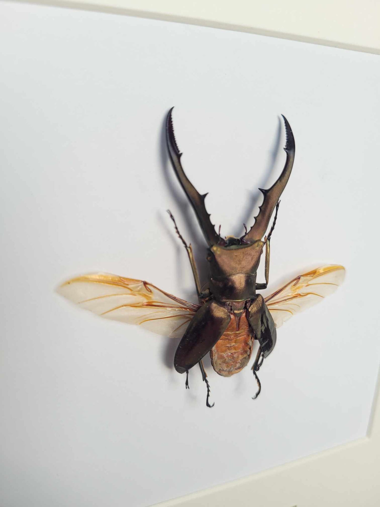 Cyclommatus Metallifer flying