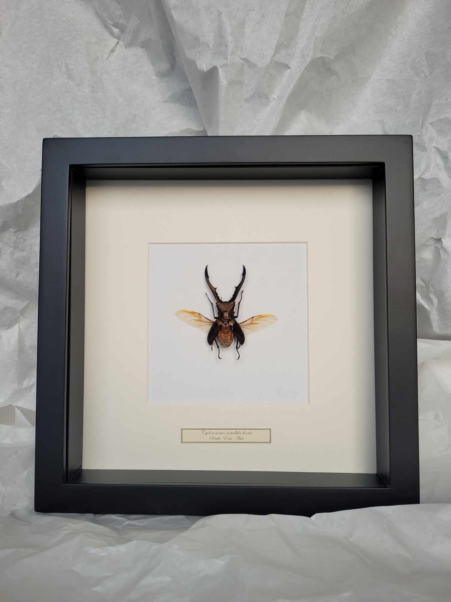 Cyclommatus Metallifer flying