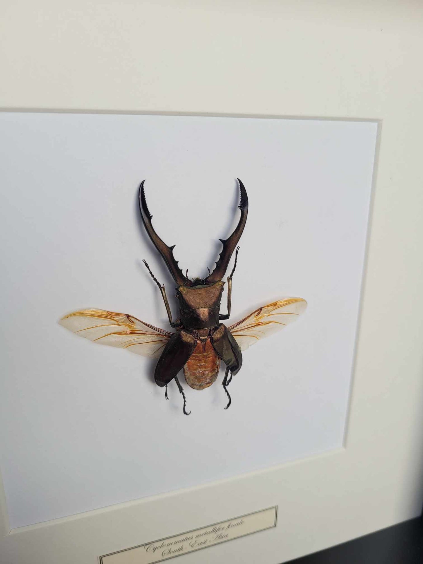 Cyclommatus Metallifer flying