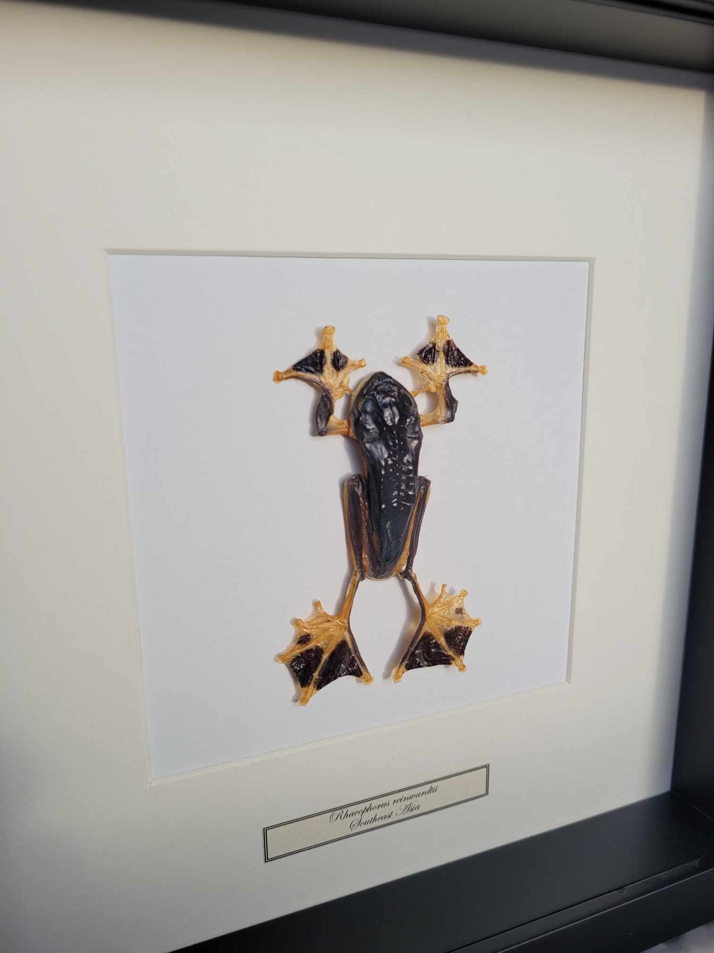 Mounted tree frog