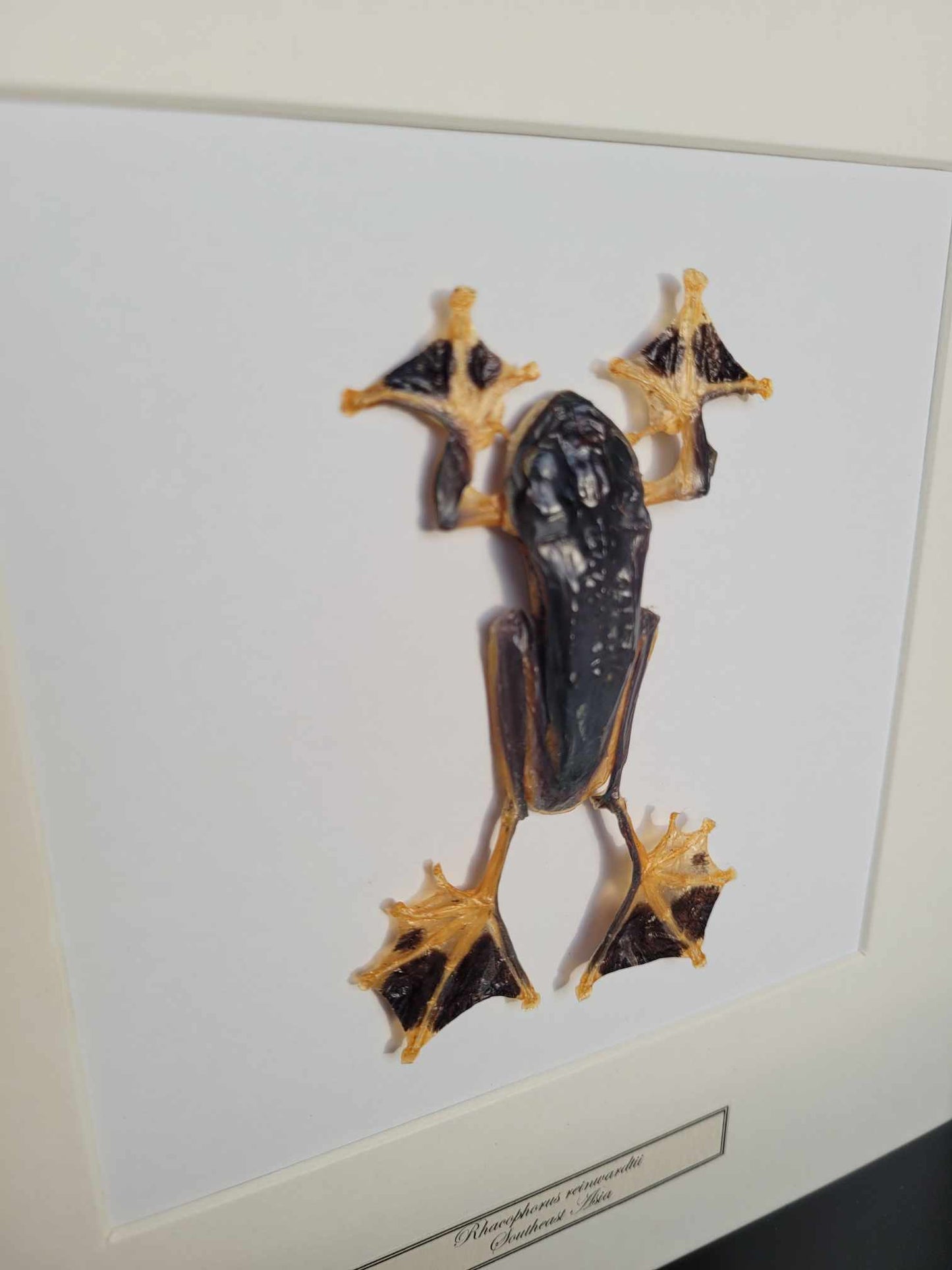 Mounted tree frog