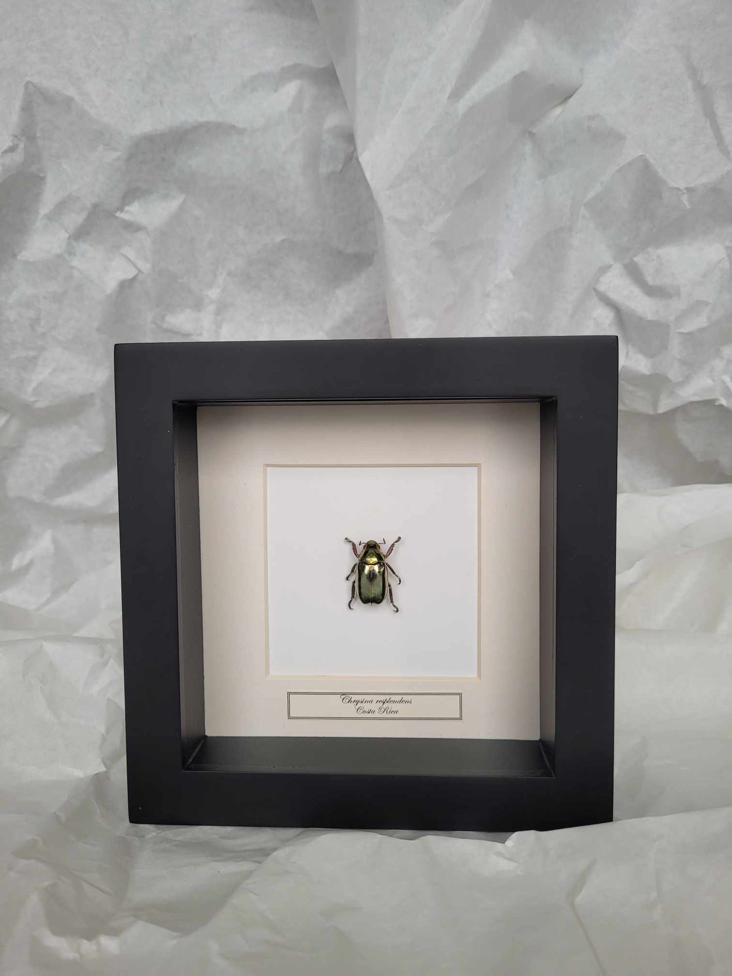 Chrysina Resplendens