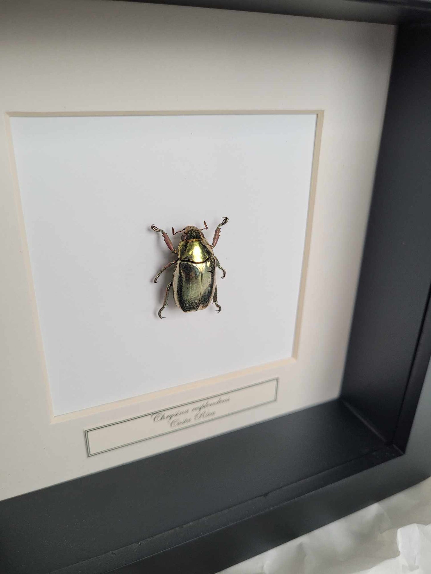 Chrysina Resplendens