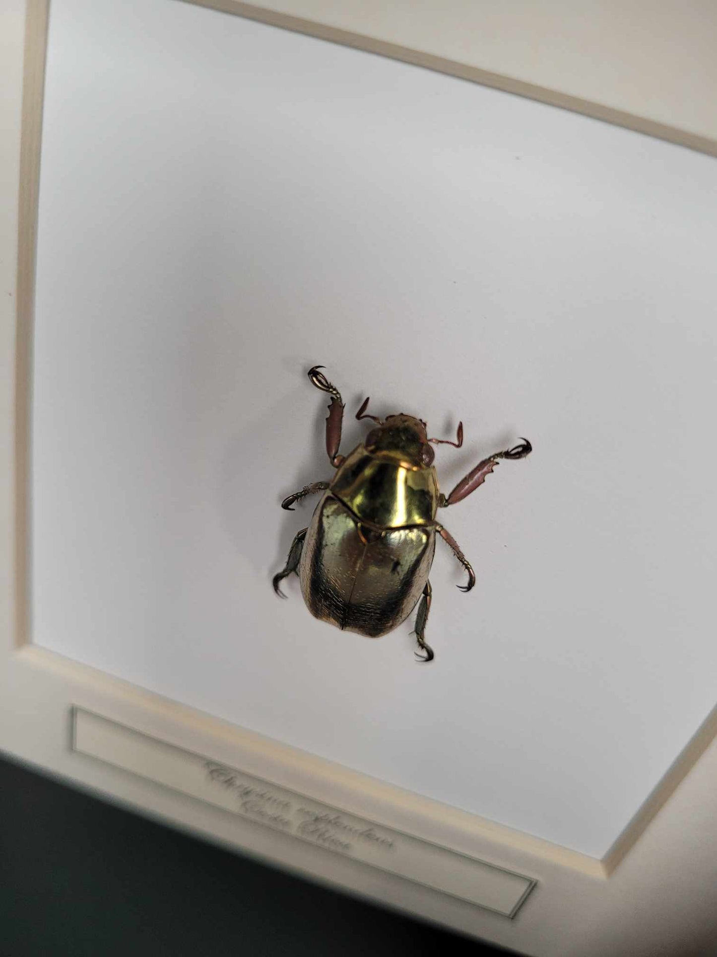 Chrysina Resplendens