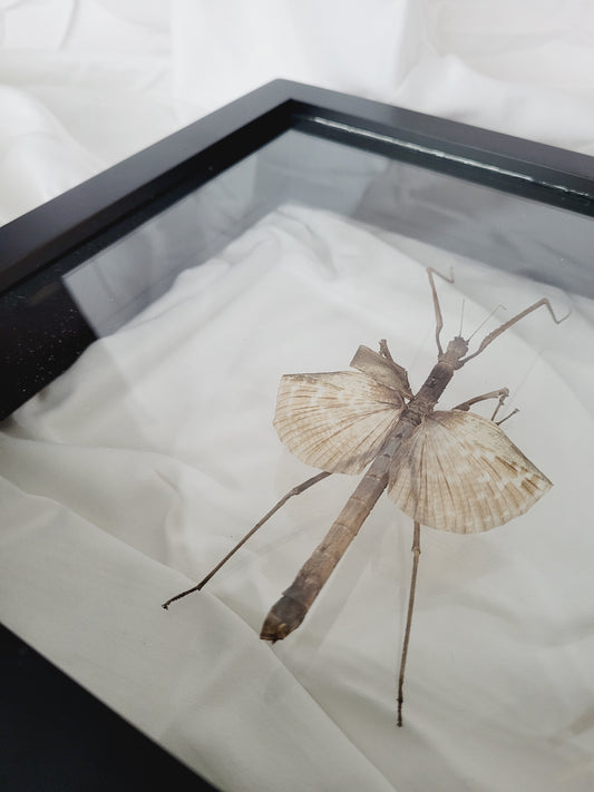 Acrophylla titan eða Titan stick insect