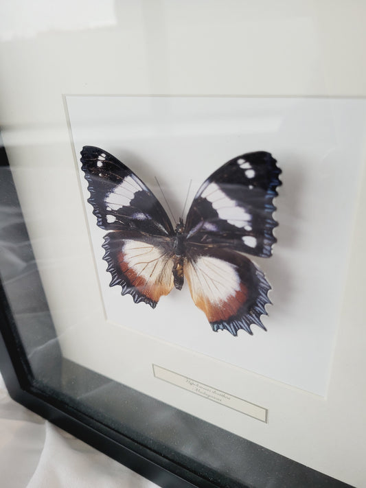 Hypolimnas dexithea