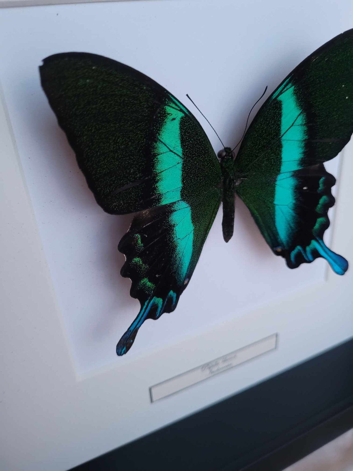 Papilio blumei fiðrildi