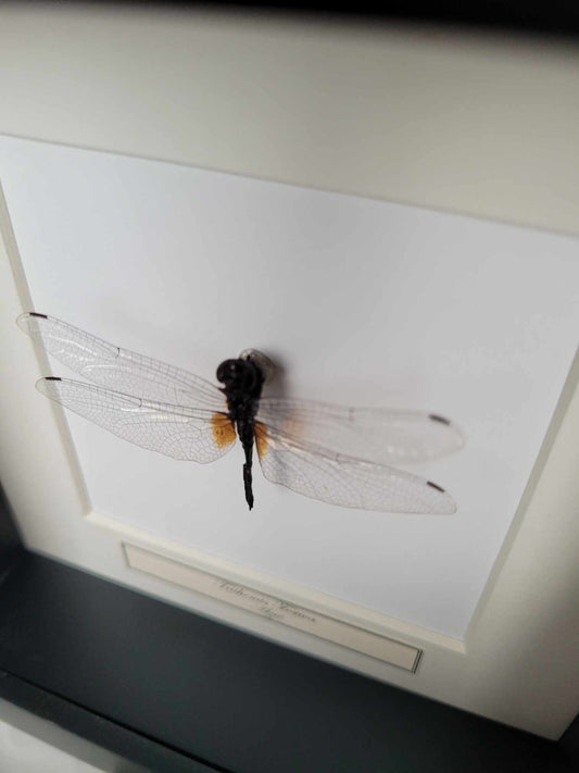 Trithemis Festiva
