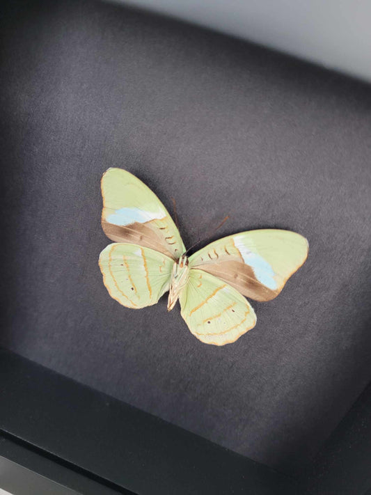 Nessaea Hewitsonii