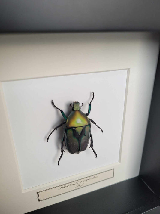Rhomborrhina resplendens