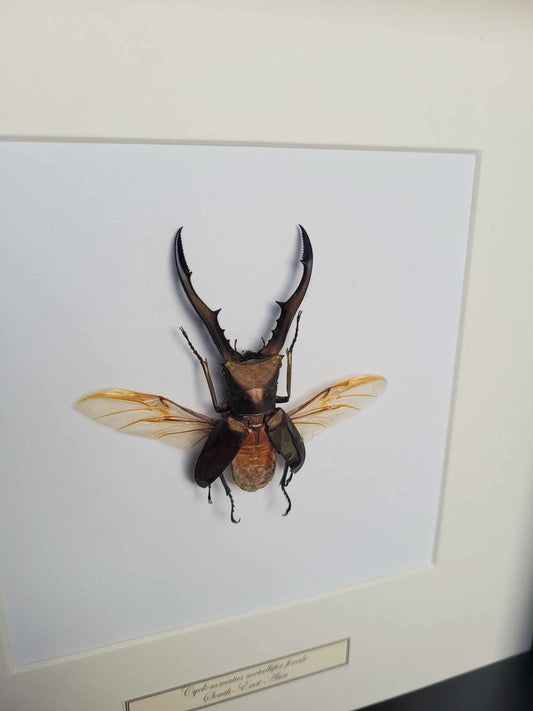 Cyclommatus Metallifer flying