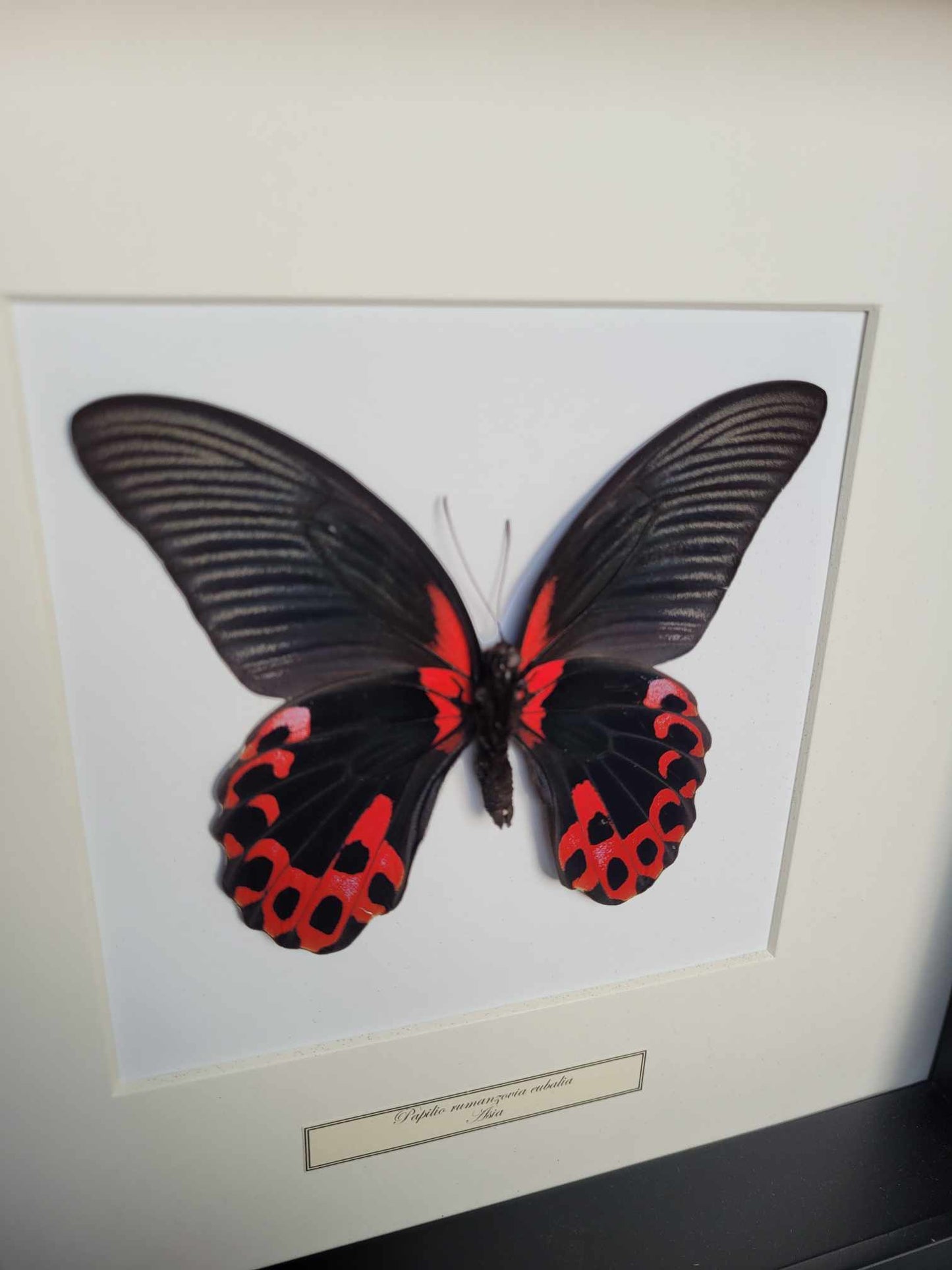 Papilio Rumanzovia Eubalia