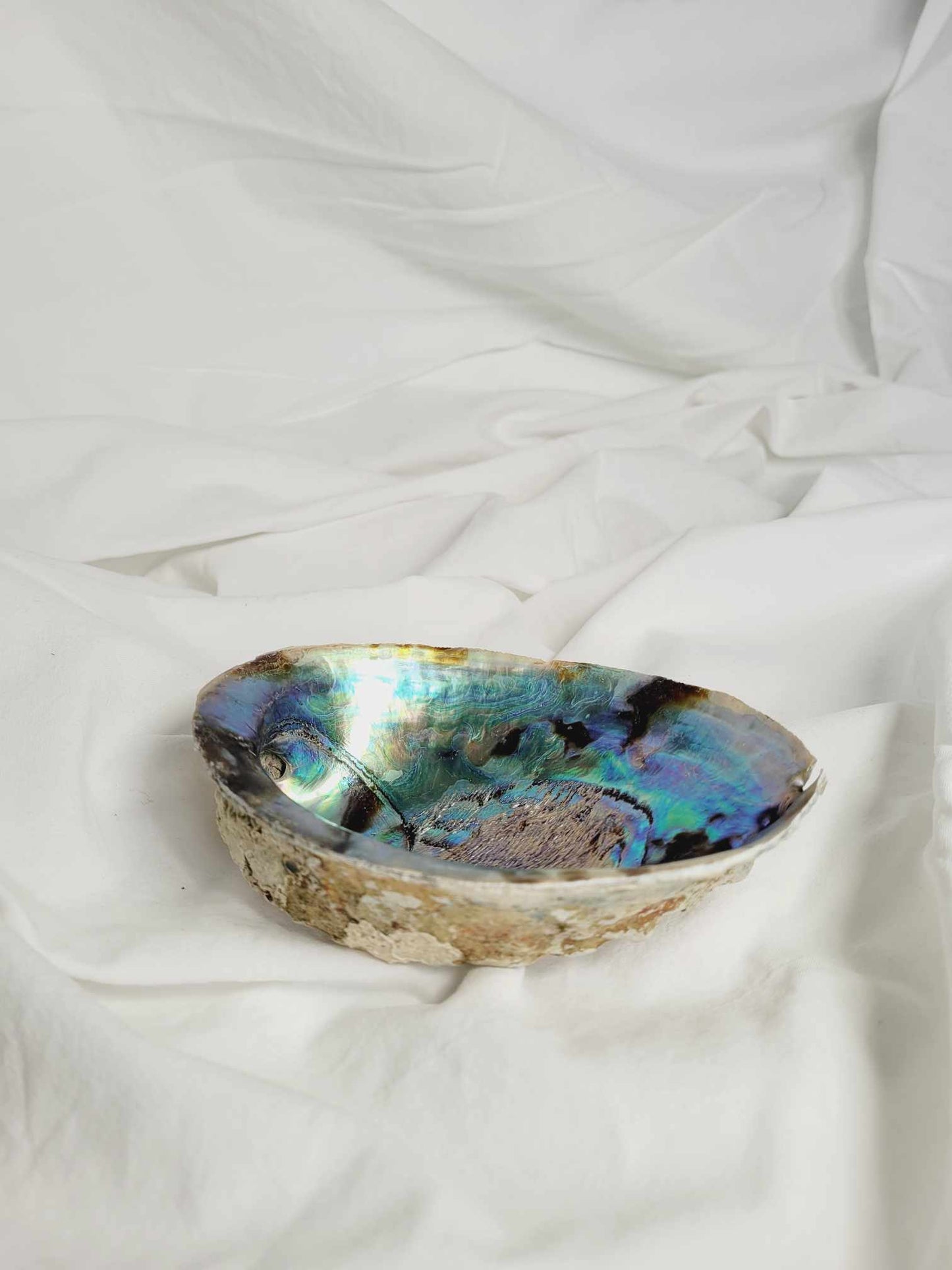 Abalone shell & Palo Santo