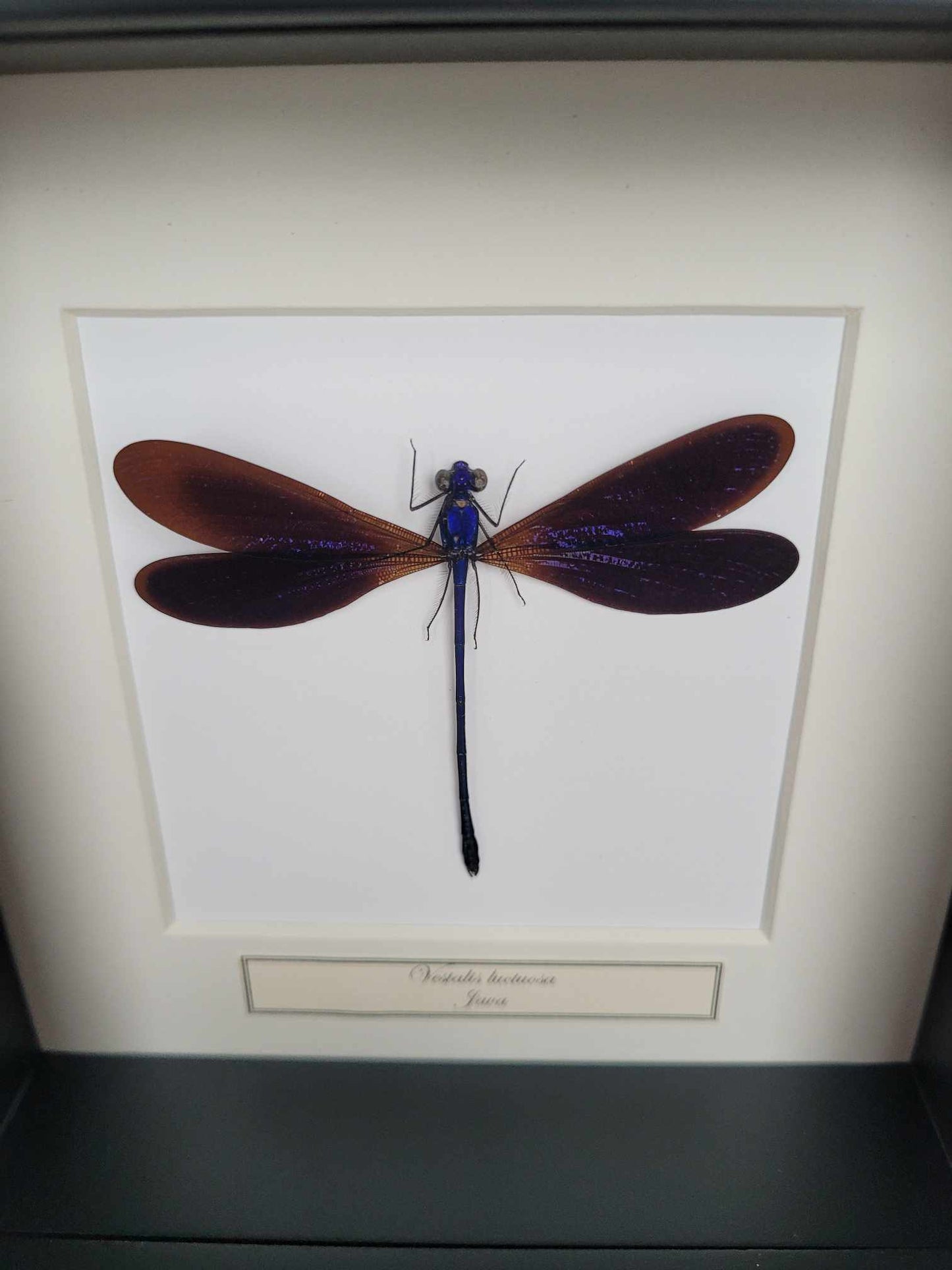 Vestalis Luctuosa - Dragonfly